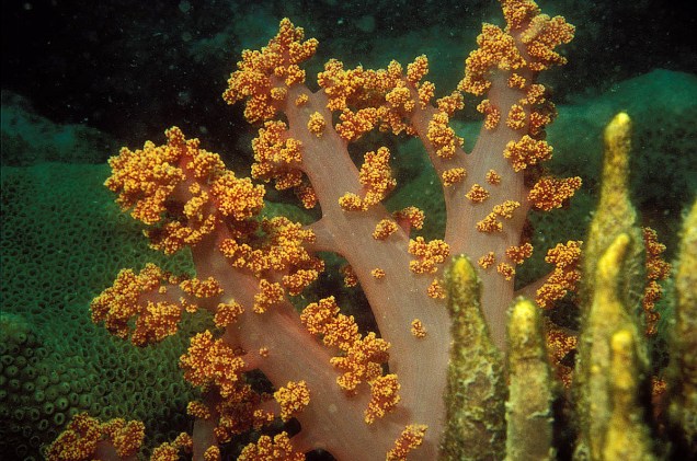 Coral Mole