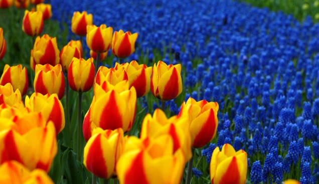 No parque botânico de Keukenhof, em Lisse, as tulipas são atração principal. Milhares de flores da espécie ficam expostas algumas semanas por ano em enormes jardins