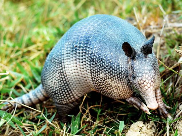 Ravióli de pupunha com redução de tucupi Ravióli de pupunha com redução de tucupi