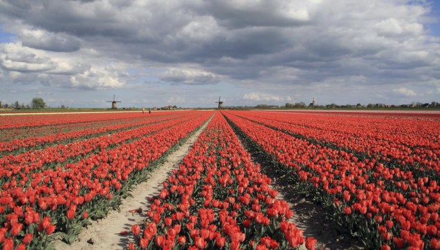O parque botânico Keukenhof expões uma das paixões dos holandeses, as tulipas