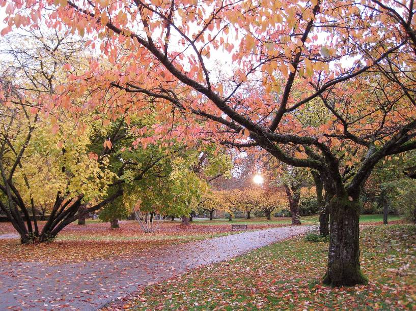 Além da pista de caminhada que dá a volta no parque, existem trilhas onde a vegetação é mais densa