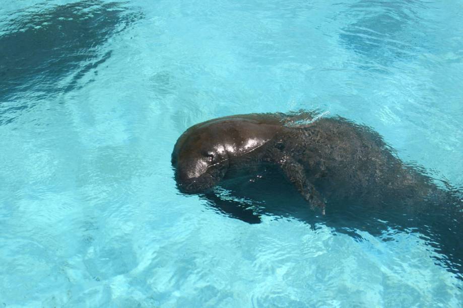 Em um projeto do Ibama, no final da Estrada do Forte, é possível ver nove peixes-boi nadando em um tanque. Uma parede de vidro permite ver os animais debaixo dágua