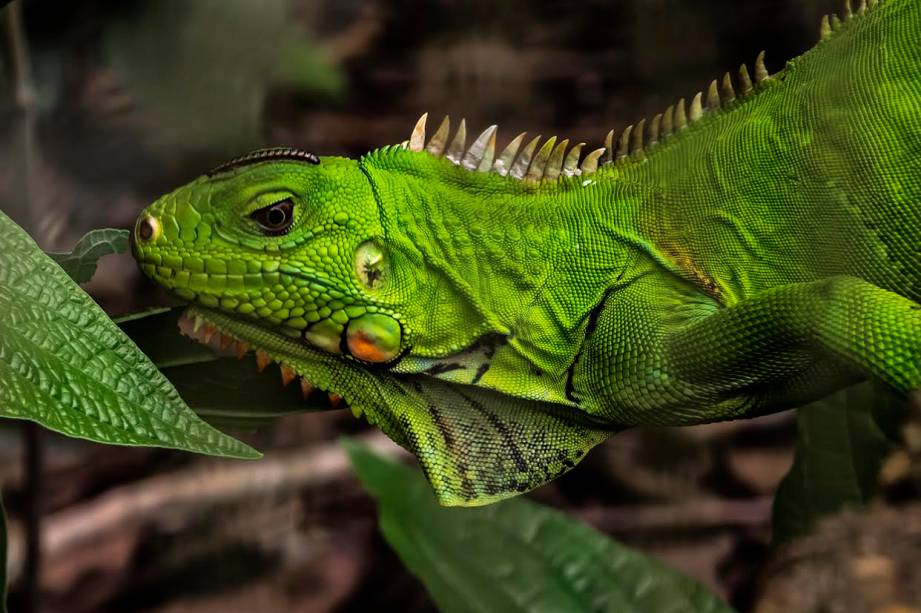 O expresso do Café Floresta, no térreo do Copan O expresso do Café Floresta, no térreo do Copan