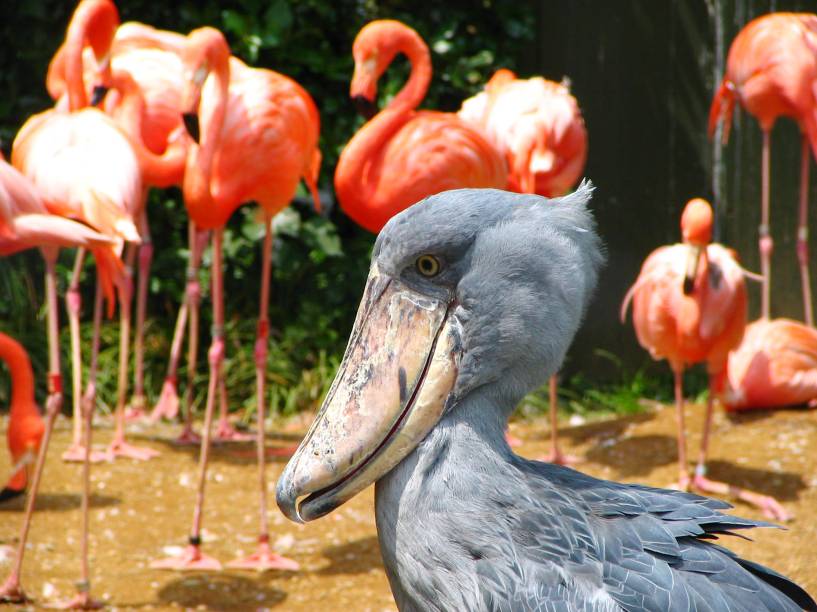 O Zoológico de Ueno é uma das atrações mais procuradas do parque