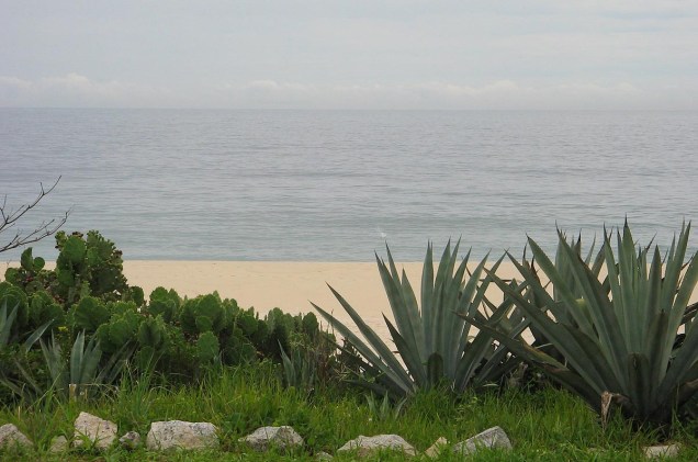 Vegetação de restinga guarda a praia de Saquarema (RJ)