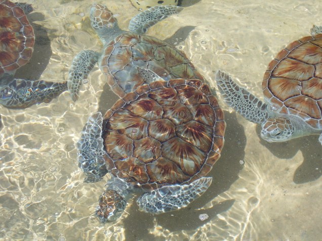Fazenda de tartarugas nas <strong>Ilhas Cayman</strong>
