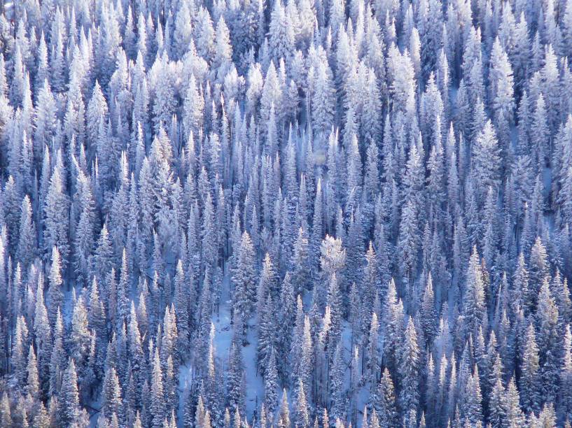 No inverno, os pinheiros de Park City ficam assim: branquinhas como árvores de Natal