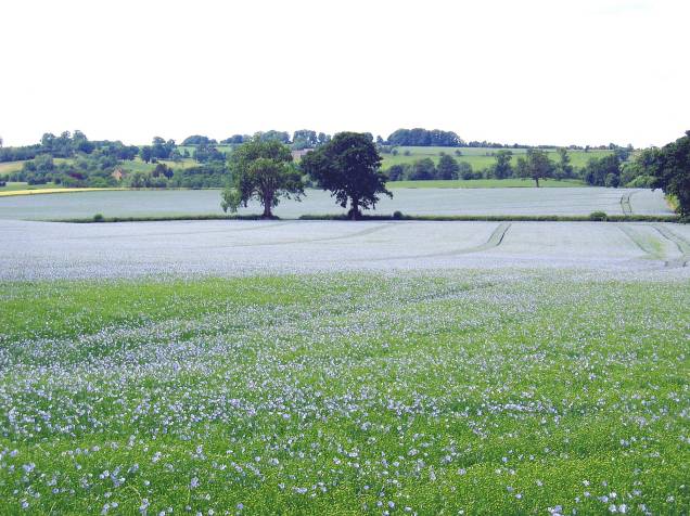 Na primavera, é comum se deparar com campos floridos. Na foto, uma plantação de linhaça Na primavera, é comum se deparar com campos floridos. Na foto, uma plantação de linhaça
