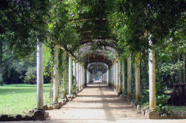 Uma das alamedas mais fotografadas do Jardim Botânico - que compete em beleza com a das palmeiras-imperiais