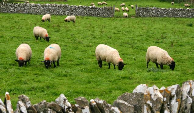 Entre os séculos 17 e 19, a região era internacionalmente conhecida pela qualidade da lã. Até hoje as ovelhas fazem parte da paisagem de Cotswolds: são quase um cartão-postal Entre os séculos 17 e 19, a região era internacionalmente conhecida pela qualidade da lã. Até hoje as ovelhas fazem parte da paisagem de Cotswolds: são quase um cartão-postal
