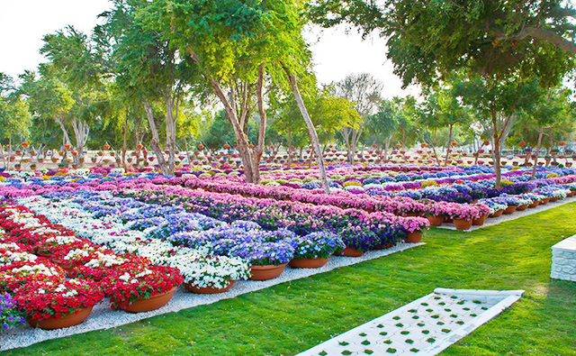 Al Ain Paradise, Dubai