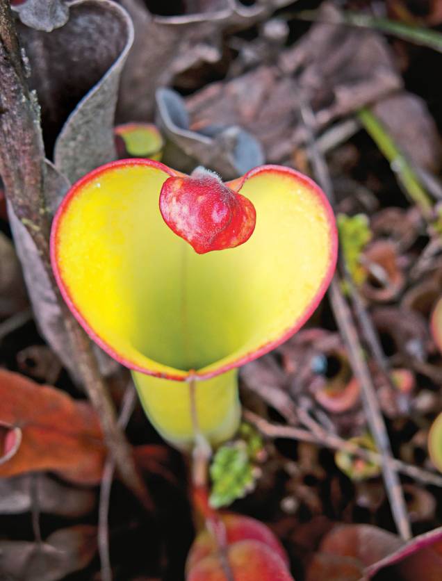 A heliamphora, uma das belas espécies vegetais endêmicas do Monte Roraima