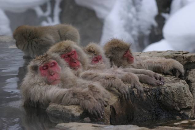 Macacos japoneses costumam passar boa parte do inverno banhando-se em piscinas termais ao ar-livre, como este, o Jigokudani Yaen-koen, em Nagano