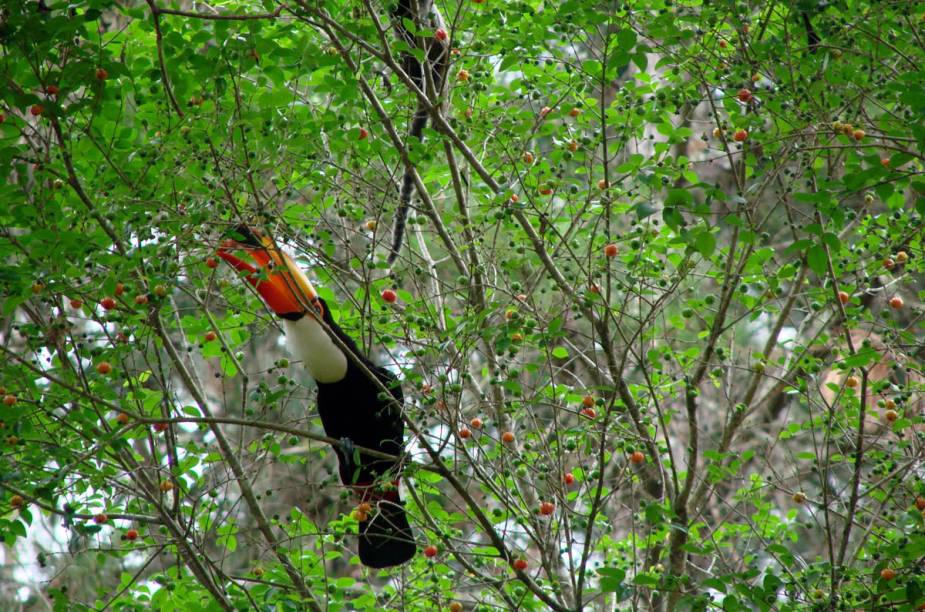 Além do tucano (foto), outros animais compõem a fauna da região: sabiá, gavião, macaco sagui, raposa, lobo-guará, lebres-joão-de-barro são alguns