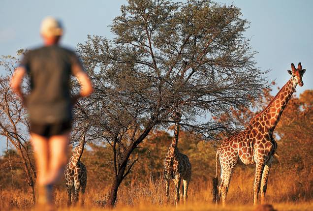 Girafas no caminho na corrida Big Five, na África do Sul Girafas no caminho na corrida Big Five, na África do Sul
