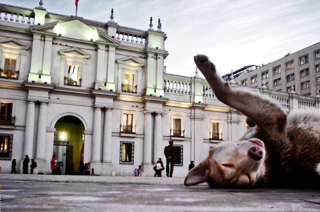 Cachorro se espreguiça em frente ao Palácio de la Moneda em Santiago, no Chile