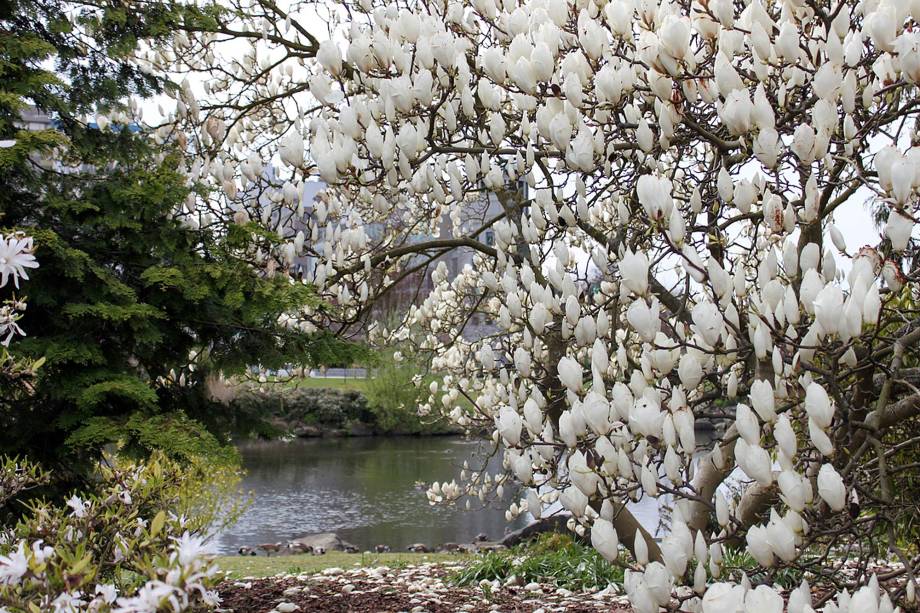 Magnólias na primavera