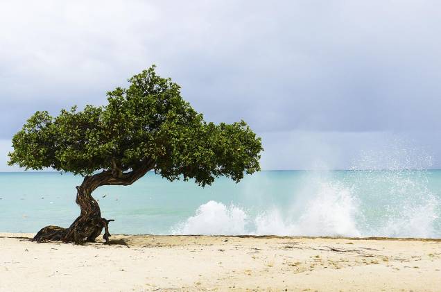 <a href="http://viajeaqui.abril.com.br/paises/aruba" rel="Aruba" target="_blank"><strong>Aruba</strong></a>                        Muito sol e, na hora de buscar um refresco, duas opções: se jogar no mar cálido e cristalino do Caribe ou se refugiar sobre a sombra de uma “divi-divi”, a árvore retorcida pelo vento que fica maravilhosamente bonita em fotos e pinturas. Essa é a rotina dos turistas que visitam Aruba, a ilha rechedas de convidativas orlas e, também, centros de compras e jogatina que fascinam muitos forasteiros.