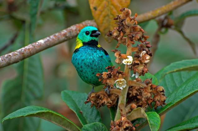 A fauna e a flora da Mata Atlântica são o cenário da trilha A fauna e a flora da Mata Atlântica são o cenário da trilha