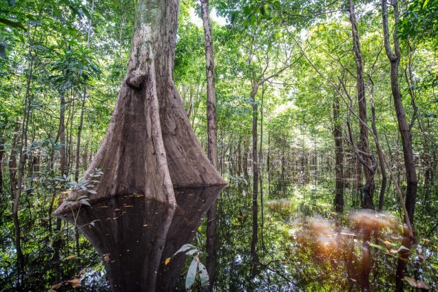 Incursões pela floresta levam a paisagens que só a Amazônia pode oferecer