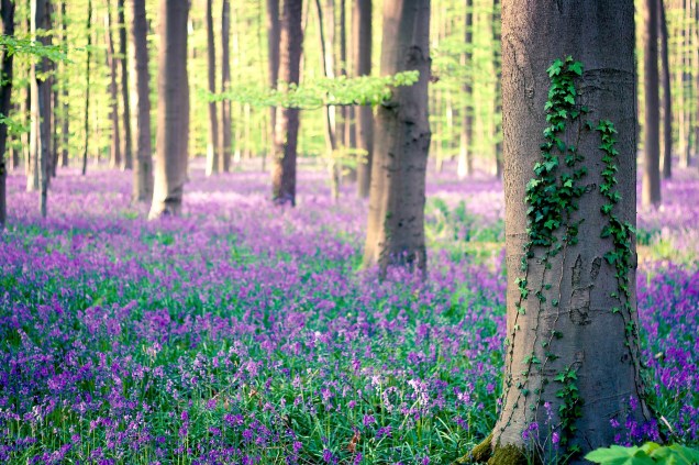 Um dos cantos mais bucólicos da Bélgica é a floresta Hallerbos, também conhecida como Floresta Azul <strong><a href="https://viajeaqui.abril.com.br/materias/florestas-encantadas-pelo-mundo" rel="LEIA MAIS" target="_blank">LEIA MAIS</a></strong>