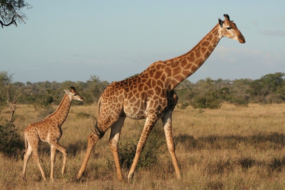 Mais de 5 mil girafas vivem no Kruger Park