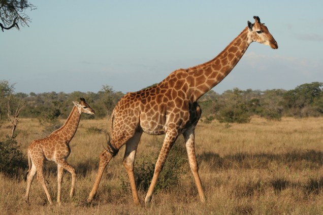 Mais de 5 mil girafas vivem no Kruger Park