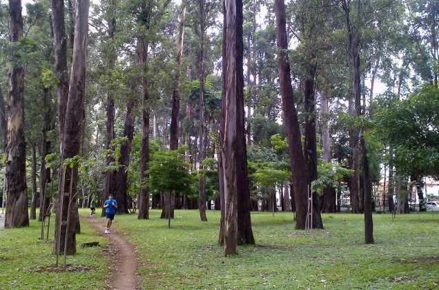 Bosque de eucaliptos do parque do Ibirapuera, em São Paulo (SP)