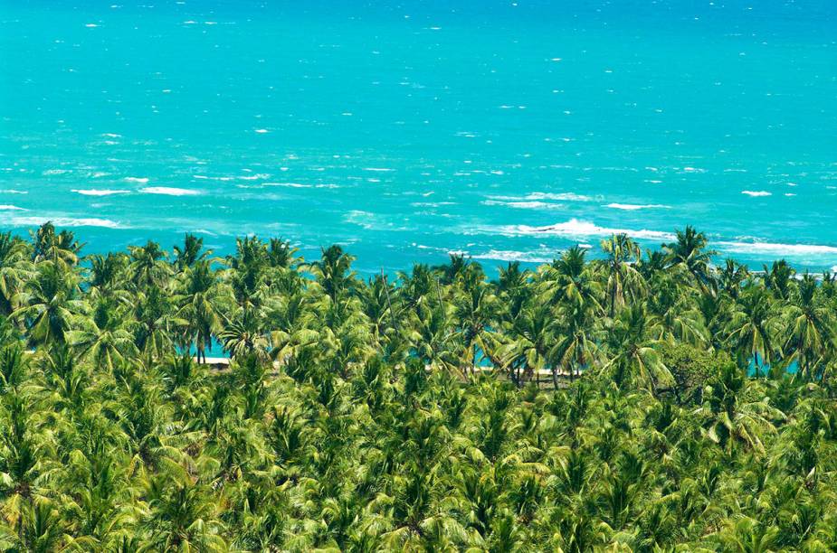 Coqueiros até onde a vista alcança na Praia do Gunga