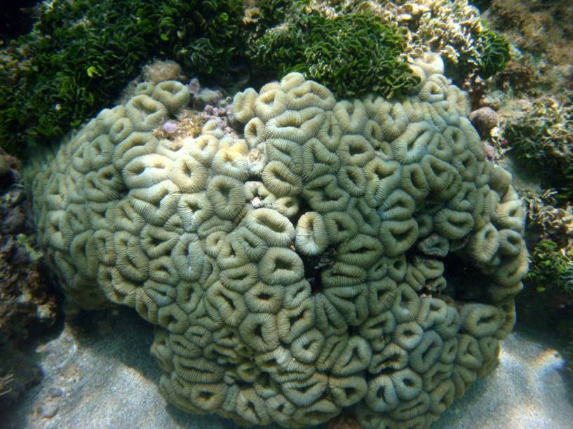 Corais da região de Maragogi. Para encontrar corais mais preservados, o visitante deve optar por passeios de barco alternativos até as piscinas naturais de Peroba e Taocas