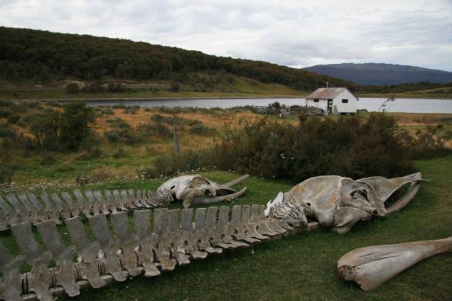O Museu Acatushún, localizado na Estância Harberton, reúne uma coleção de esqueletos de mais de 2.700 mamíferos marinhos, como baleias e golfinhos, e 2.300 aves