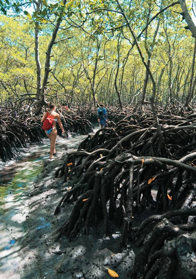 As raízes do mangue