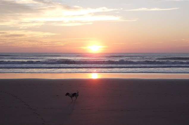 Cachorro brinca na praia de Wainui, em Gisborne, enquanto o sol nasce - a cidade é uma das primeiras do mundo a comemorar a passagem do ano