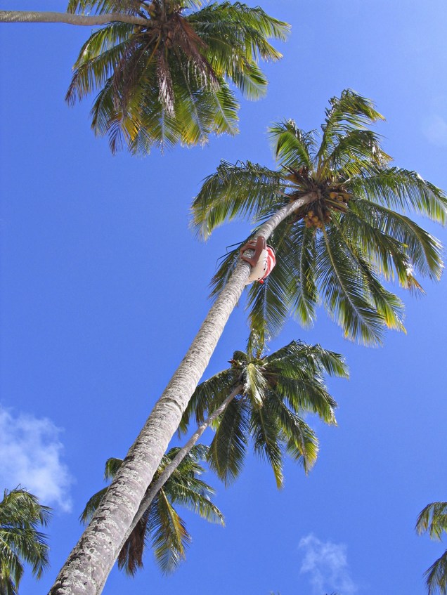 Tirador de coco faz apresentação para turistas, em Itamaracá