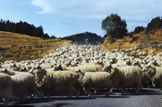 Rebanho de ovelhas na Nova Zelândia Rebanho de ovelhas na Nova Zelândia