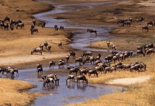 Gnus são alguns dos mamíferos mais comuns do Serengeti, na Tanzânia. A grande migração da época das secas é um grande espetáculo da natureza Gnus são alguns dos mamíferos mais comuns do Serengeti, na Tanzânia. A grande migração da época das secas é um grande espetáculo da natureza