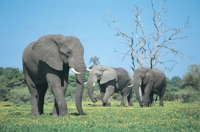 <strong><a href="http://kangaroo.com.br" rel="KANGAROO" target="_blank">KANGAROO</a></strong><strong>O QUE ELA FAZ POR VOCÊ </strong>Tem roteiros por toda a África.<strong>PACOTES </strong>A maior população de elefantes do continente e uma savana dominada por felinos são os trunfos de <strong>Botsuana</strong>. Nesse tour, as seis noites no país são divididas entre o lodge Leroo La Tau, o delta do Rio Okavango e o Parque Nacional de Chobe, cenário de dois safáris. A trip é finalizada com duas noites nas Cataratas Vitória (Zimbábue) e pernoite em <a href="http://viajeaqui.abril.com.br/cidades/africa-do-sul-johannesburgo" rel="Johannesburgo" target="_self">Johannesburgo</a>. Em lodges e campings de luxo, custa US$ 6 630. Das 12 noites por Botsuana, Zâmbia e <a href="http://viajeaqui.abril.com.br/paises/africa-do-sul" rel="África do Sul" target="_self">África do Sul</a>, três são na <a href="http://viajeaqui.abril.com.br/cidades/africa-do-sul-cidade-do-cabo" rel="Cidade do Cabo" target="_self">Cidade do Cabo</a>, três em reserva do Parque Nacional Kruger, duas na zambiana Livingstone, que descortina as Cataratas Vitória, três no Okavango e uma em Johannesburgo. Com safáris, sai por US$ 9 530.