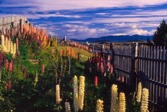 As flores de lupino foram trazidas pelos colonizadores e se adaptaram bem à região patagônica. Resistentes e coloridas, a floração ocorre na primavera e verão