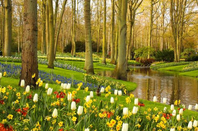 Durante a primavera no Hemisfério Norte, o <a href="http://viajeaqui.abril.com.br/estabelecimentos/holanda-amsterda-atracao-keukenhof-em-lisse" rel="Parque Keukenhof" target="_blank">Parque Keukenhof</a> fica repleto de flores e abre para visitas - milhares de pessoas viajam para Amsterdã para conhecer o imenso jardim