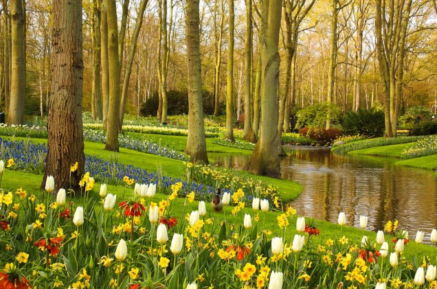 Durante a primavera no Hemisfério Norte, o <a href="https://viajeaqui.abril.com.br/estabelecimentos/holanda-amsterda-atracao-keukenhof-em-lisse" rel="Parque Keukenhof" target="_blank">Parque Keukenhof</a> fica repleto de flores e abre para visitas - milhares de pessoas viajam para Amsterdã para conhecer o imenso jardim