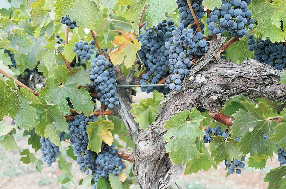 Coonawarra Coonawarra