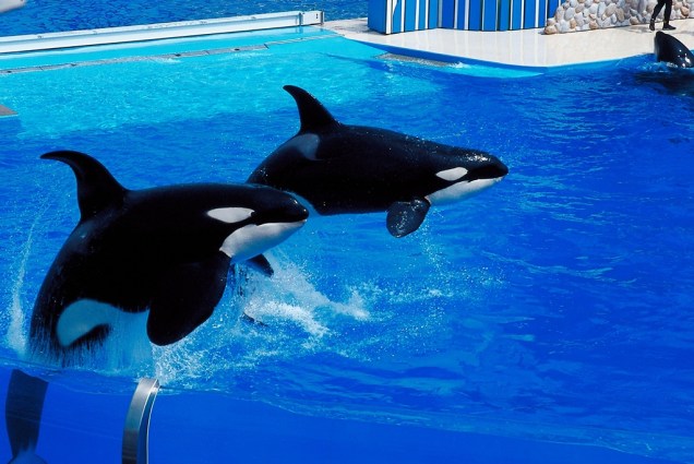 As orcas do SeaWorld de San Diego são uma das grandes atrações da cidades