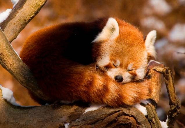 O Nepal possui alguns dos últimos habitats preservados do panda vermelho (<em>Ailurus fulgens</em>) em suas florestas, como o Parque Nacional Langtang e a Reserva de Caça Dhorpatan