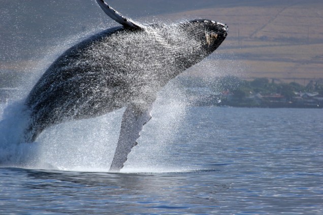 Baleia-jubarte salta da água
