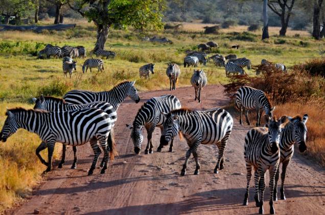 A região do Ngorongoro oferece grande possibilidade de se deparar com manadas de zebras, um dos animais mais comuns no parque