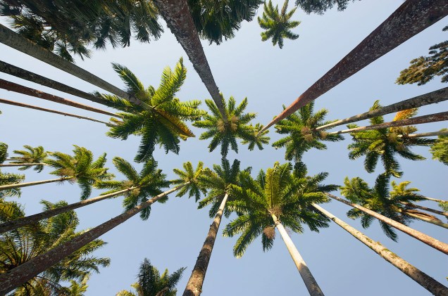 A alameda das palmeiras-imperiais, vista de um ângulo inusitado
