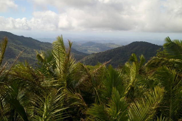 O Bosque El Yunque, em Porto Rico, é um dos lugares mais chuvosos do mundo. Concentra mais de 240 espécies de árvores e 20 tipos raros de orquídeas