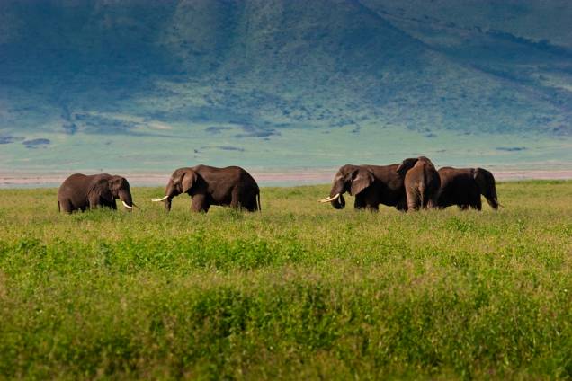 Manada de elefantes em Ngorongoro, a gigantesca caldeira vulcânica, que tem mais de 8 mil quilômetros quadrados de área