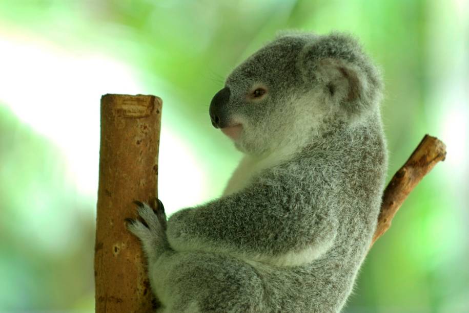 Os simpáticos coalas (Phascolarctos cinereus) é mais uma das intrigantes espécies de marsupiais australianos. Vivendo no sul e leste do país, eles passam quase toda a vida sobre árvores, alimentado-se de folhas de eucalipto Os simpáticos coalas (Phascolarctos cinereus) é mais uma das intrigantes espécies de marsupiais australianos. Vivendo no sul e leste do país, eles passam quase toda a vida sobre árvores, alimentado-se de folhas de eucalipto