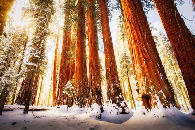 <strong>Sequoia National Park – Califórnia, <a href="http://viajeaqui.abril.com.br/paises/estados-unidos" rel="EUA">EUA</a></strong>                                Das muitas belezas do Parque Nacional da Sequoia, as que chamam atenção são as gigantescas e milenares árvores que dão nome ao lugar.  A Sequoia mais antiga do mundo fica ali: estima-se que ela tenha pelo menos 3.200 anos